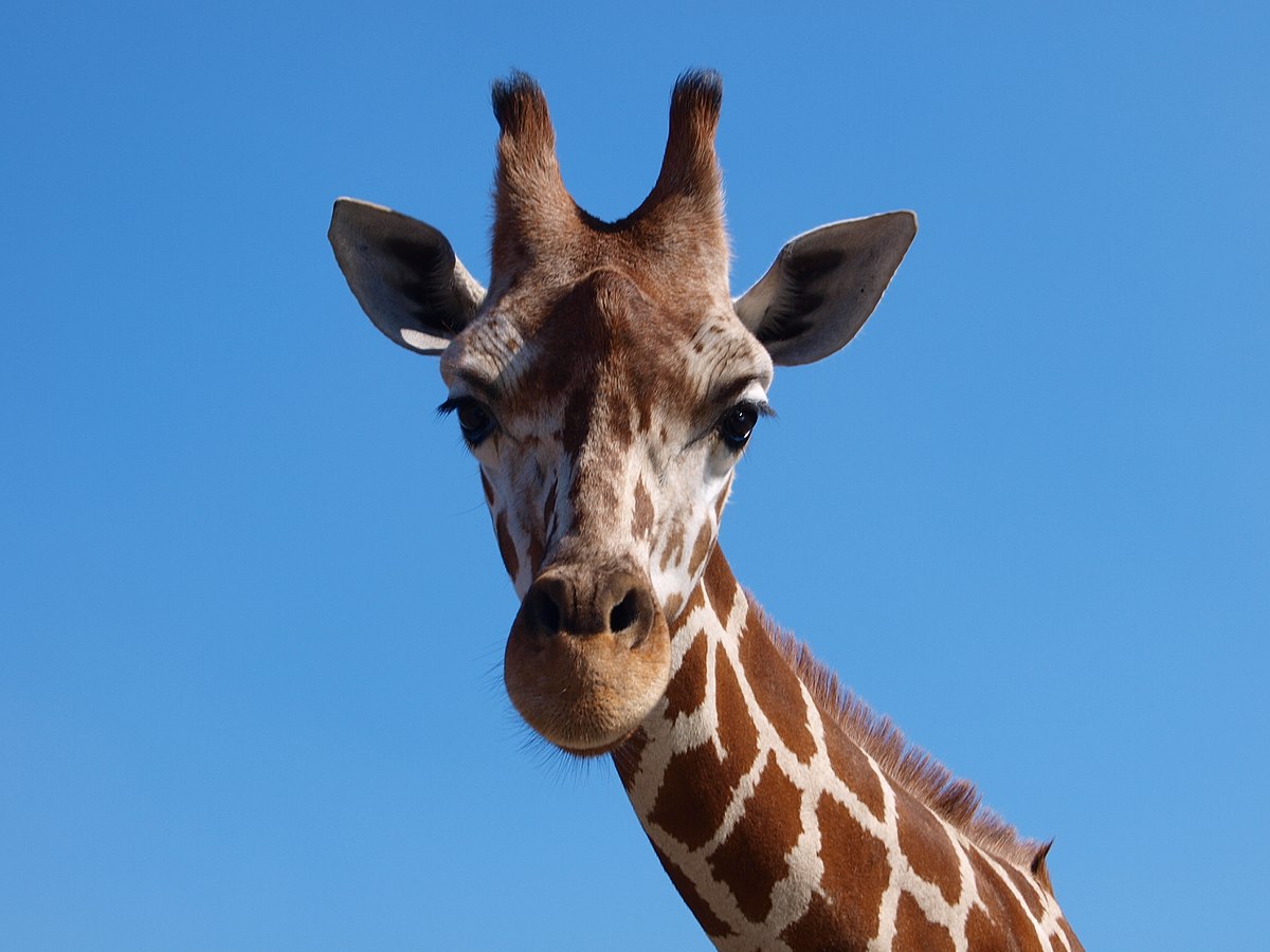 giraffe